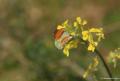 Anthocharis gruneri (Stepsüslüsü)